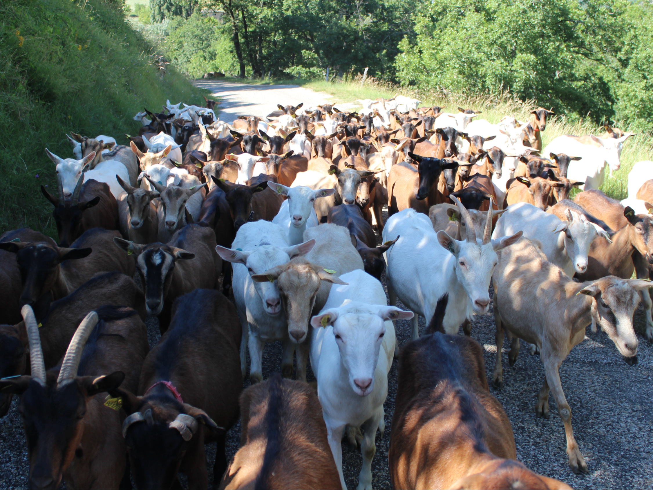 Une partie de notre troupeau d'une centaine de chèvres sur la route du patûrage