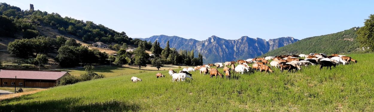 Les chèvres pâture devant les montagnes